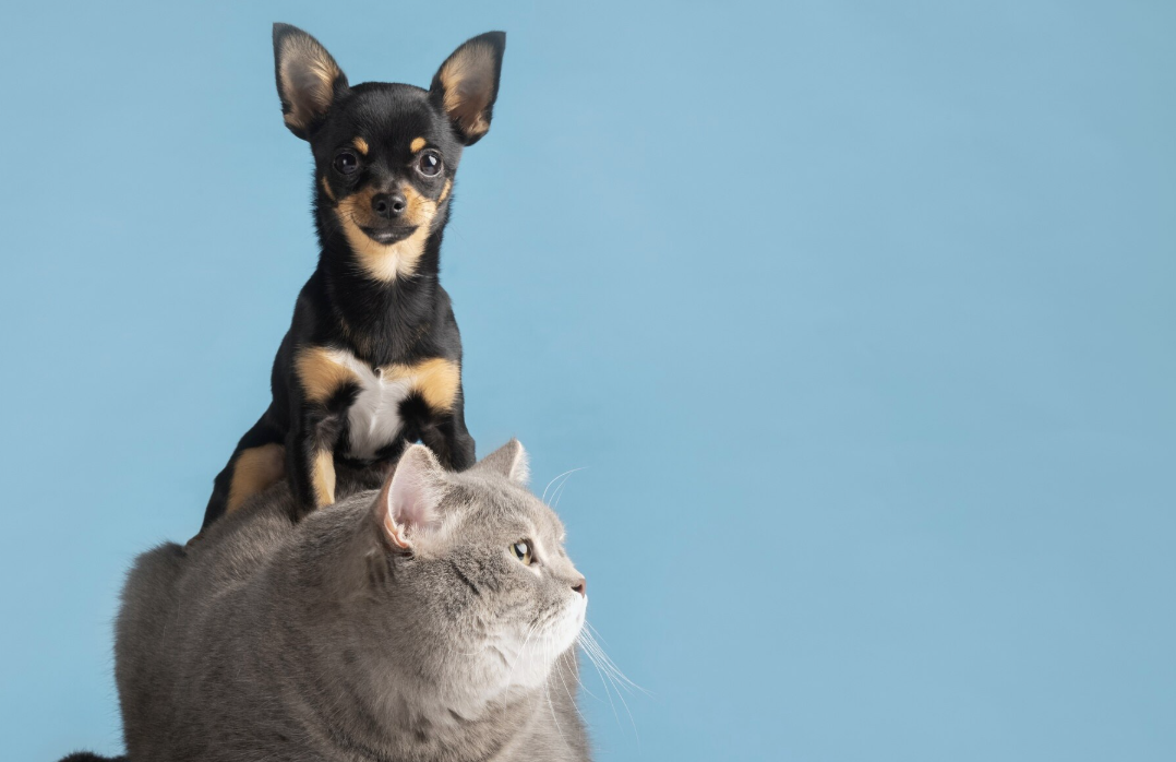 Nombres de moda para perros y gatos en 2026: raros, foodies y originales